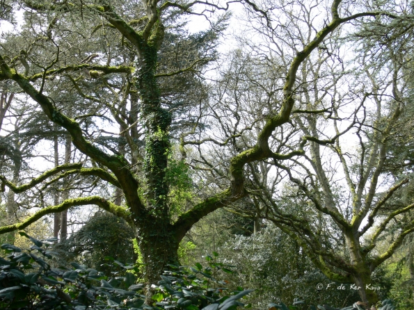 Bois des Moutiers (36) Mai 2012